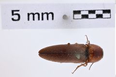 Foto (Dorsalansicht) von Melanotus taenicollis (LeConte, 1853) (NHMW-ZOO-COL-0007795)